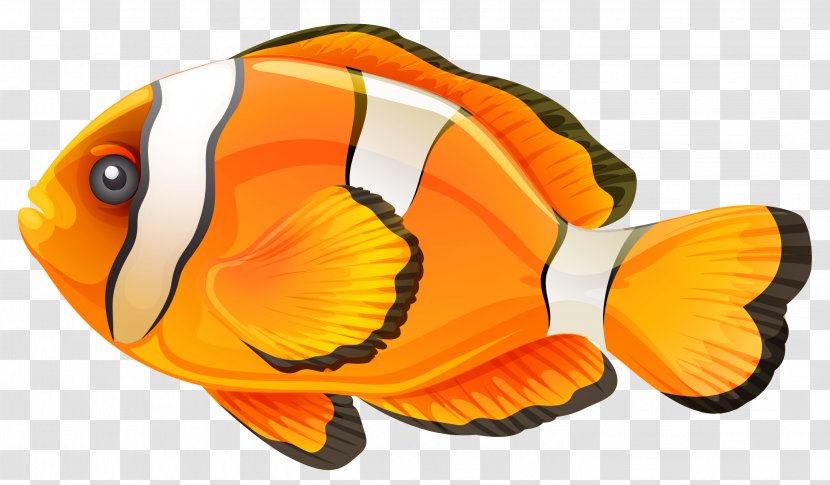 Clownfish Clip Art - Pomacentridae - Fish Transparent PNG