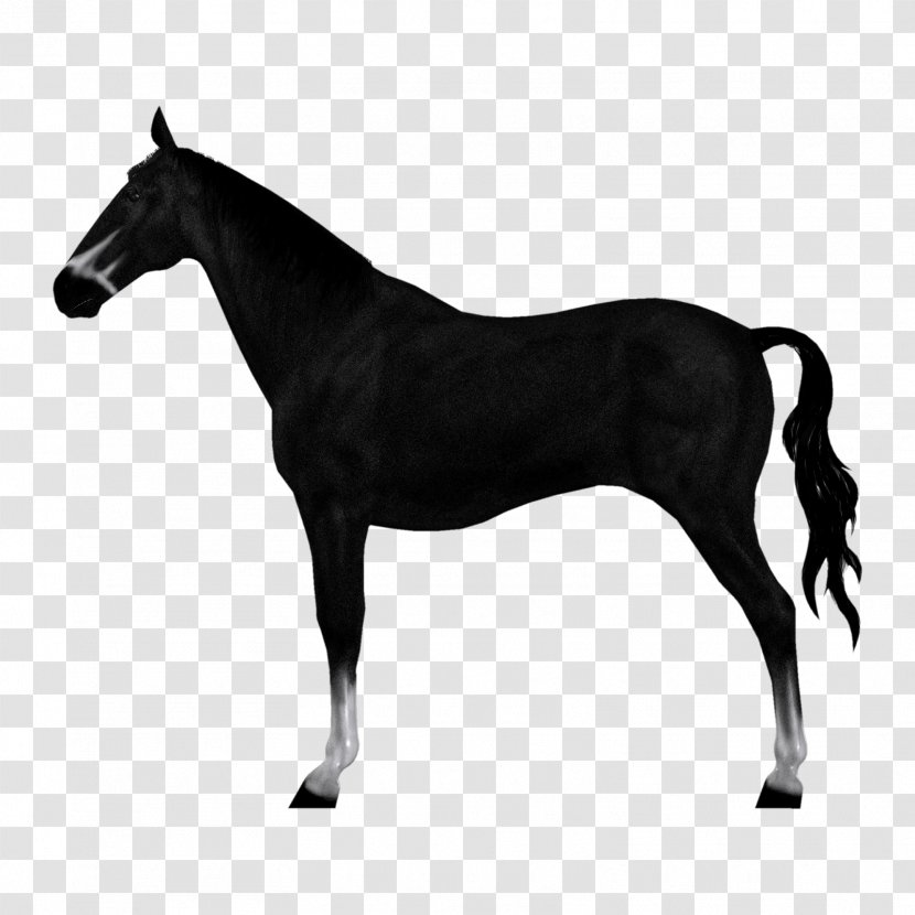 Akhal-Teke Stock Photography - Horse Supplies - Saw Horses Transparent PNG