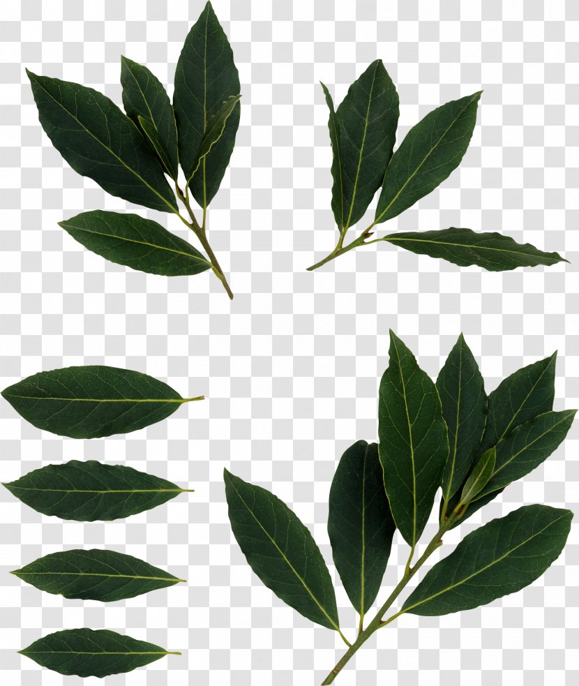 Bay Laurel Leaf Shrub Cherry Mountain-laurel - Plant Stem - BAY LEAVES Transparent PNG