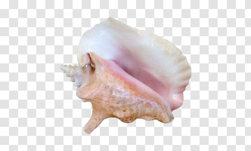 Seashell Sea Snail Molluscs Conch - Pink Transparent PNG