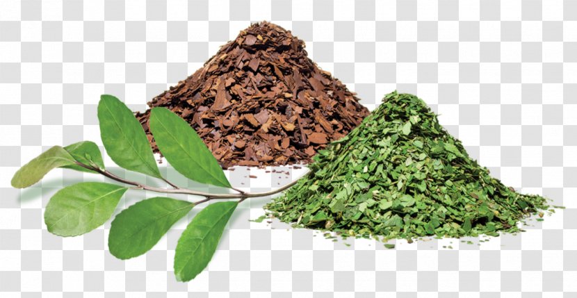 Yerba Mate Cocido Tereré Tea - Herbaceous Plant Transparent PNG