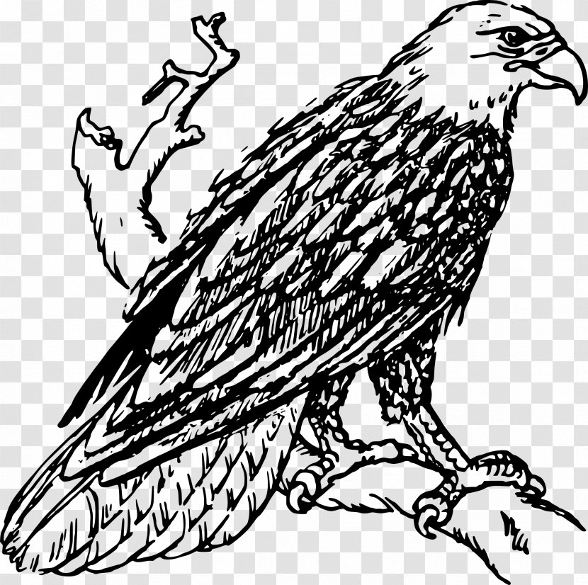 Bald Eagle Drawing Line Art Clip - Wing Transparent PNG