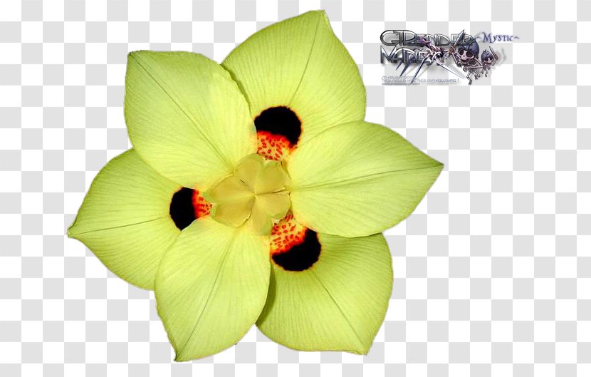 Dietes Grandiflora Bicolor Petal Plant Flower Transparent PNG