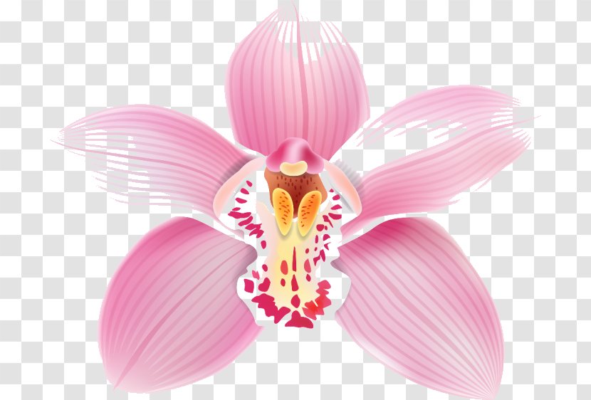 Moth Orchids Flower Clip Art - Orchid Transparent PNG