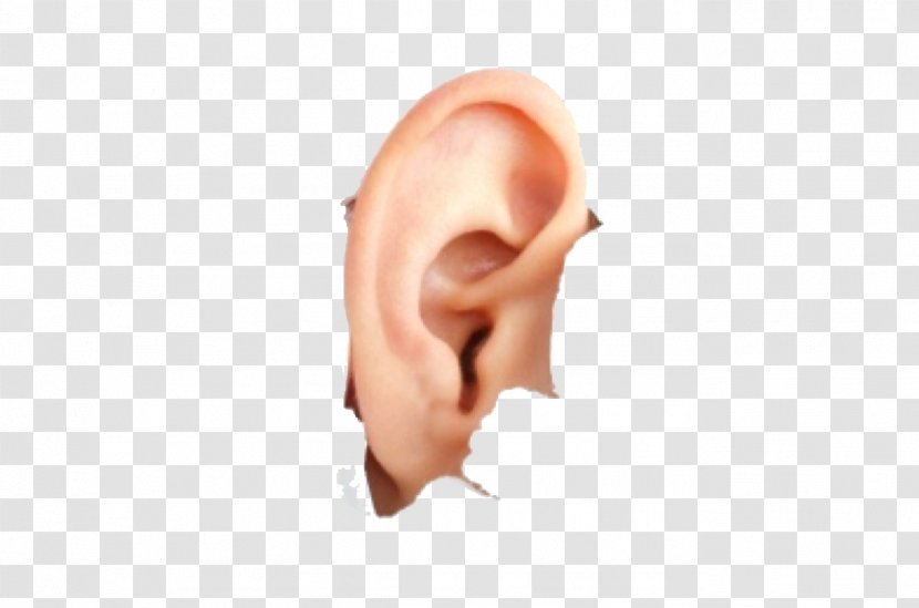 Hearing Tinnitus - Tree - Ear Transparent PNG