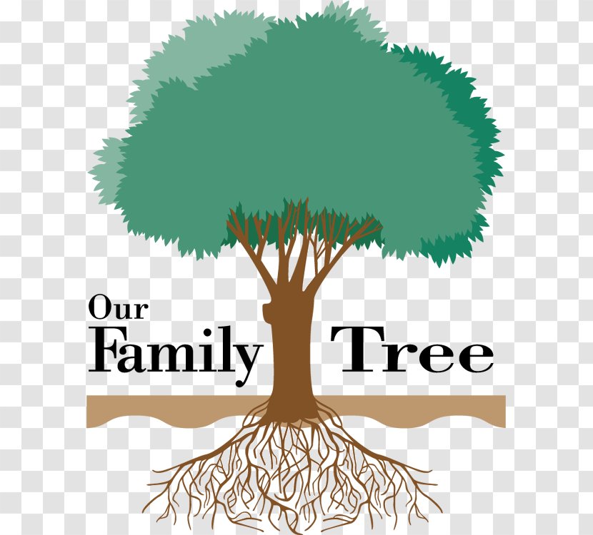 Family Tree Genealogy Ancestor Clip Art - Plant Transparent PNG