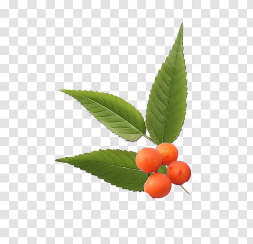 Photography Leaf - Fruit - Swag Transparent PNG