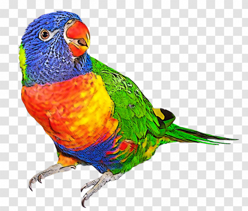 Bird Lorikeet Parrot Beak Budgie Transparent PNG