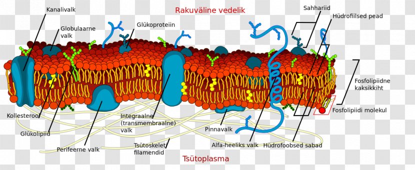 Cell Membrane Biological Wall - Lipid Bilayer - Detailed Transparent PNG