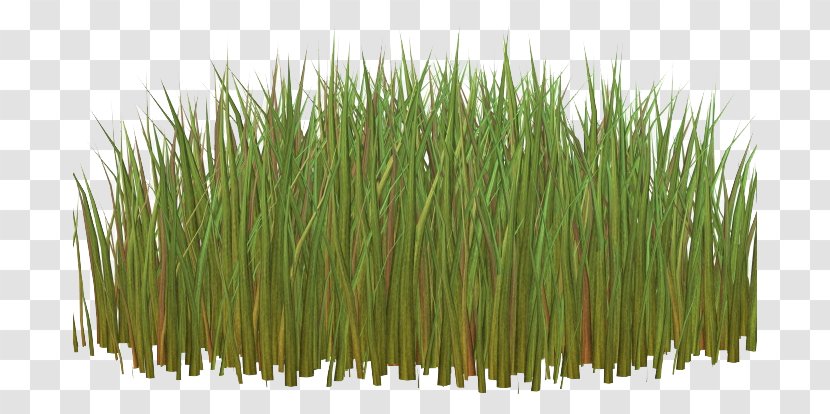 Herbaceous Plant Clip Art - Commodity - Green Grass Transparent PNG