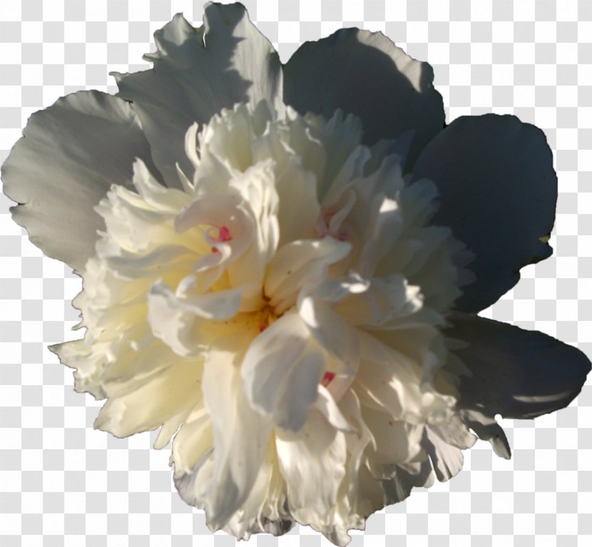 Peony Cut Flowers Carnation White - Plant Transparent PNG