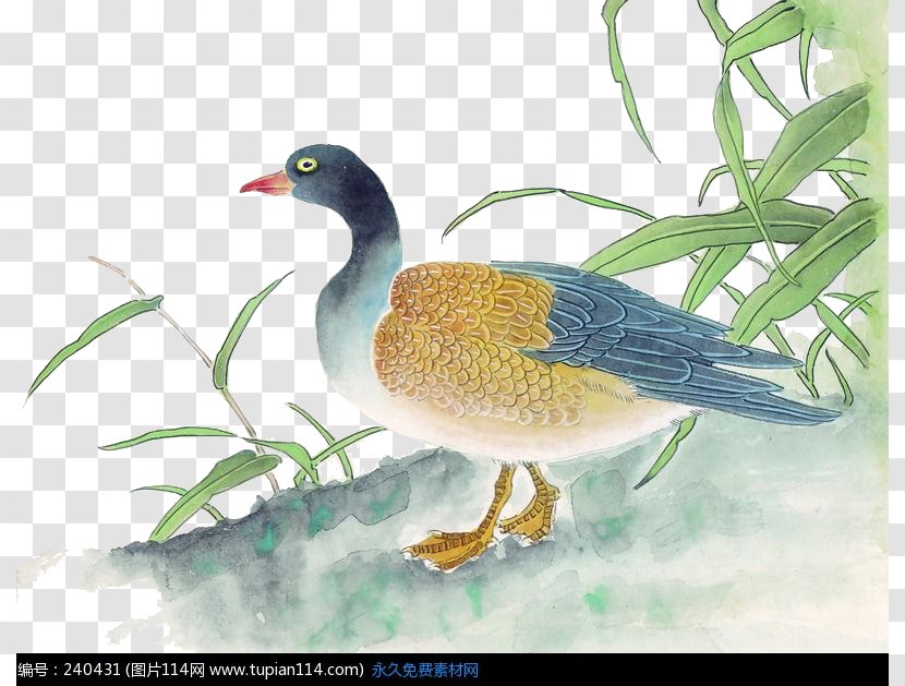 Duck Chinese Painting Gongbi Bird-and-flower - Beak - Pond Side Of The Ducks Transparent PNG