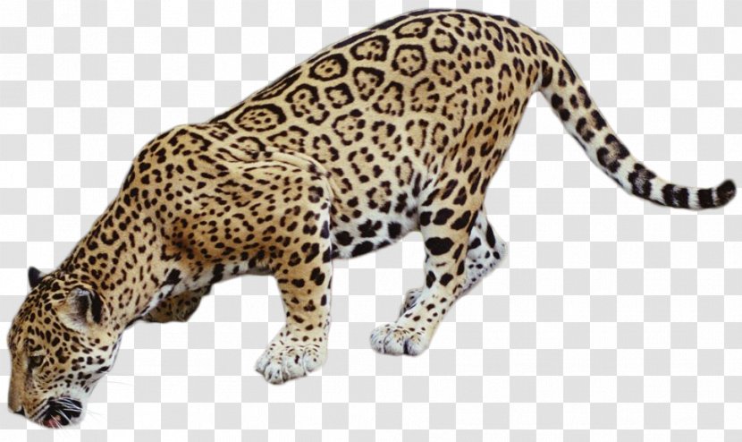 Cat DeviantArt Clip Art - Jaguar Transparent PNG
