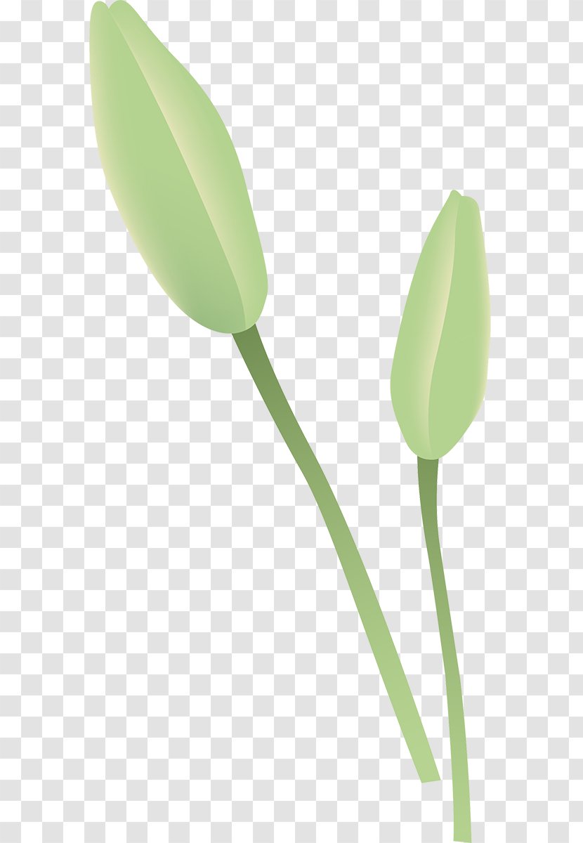 Tulip Petal Plant Stem Leaf Transparent PNG