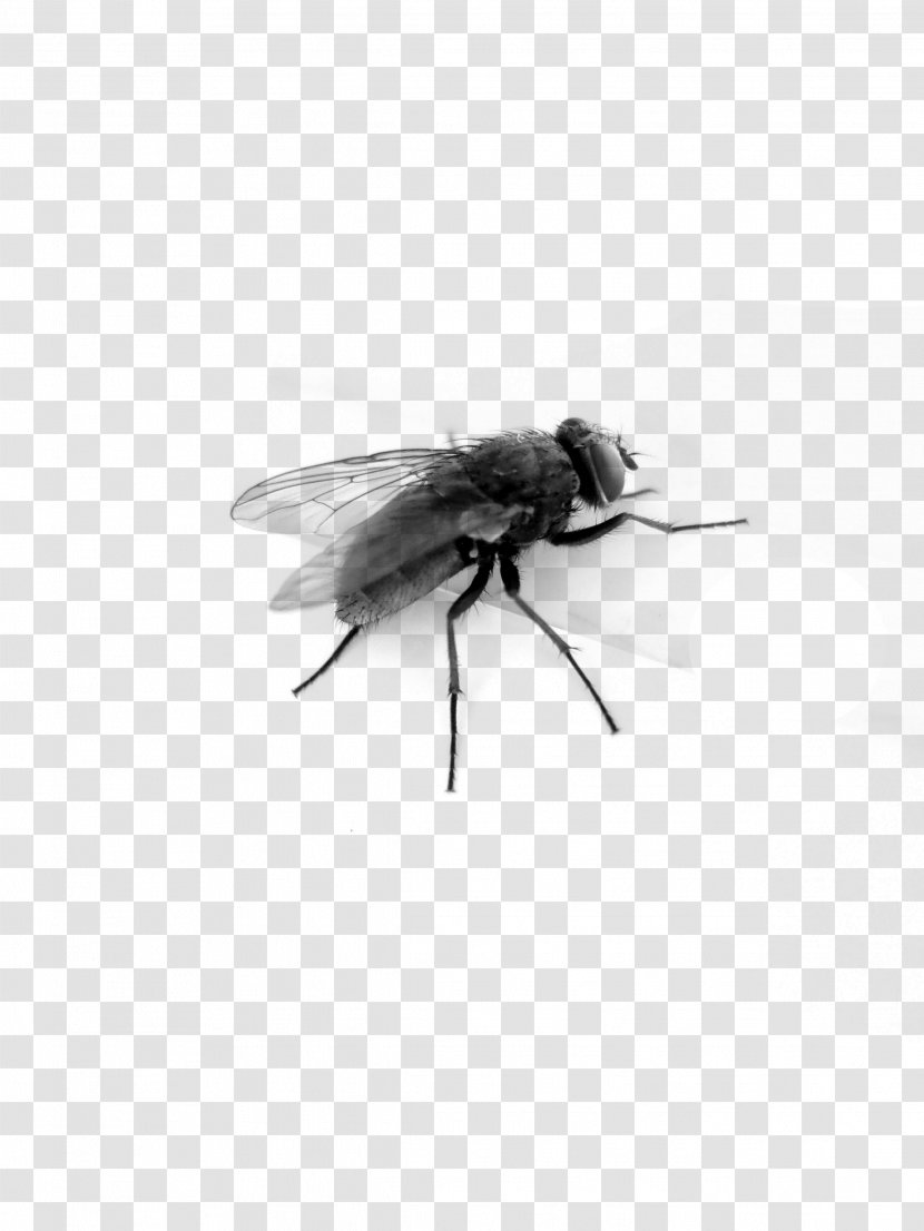 Bee Insect Wing Black And White - Fly Image Transparent PNG