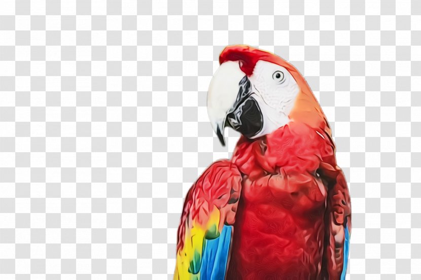Bird Macaw Parrot Beak Parakeet - Budgie Wildlife Transparent PNG