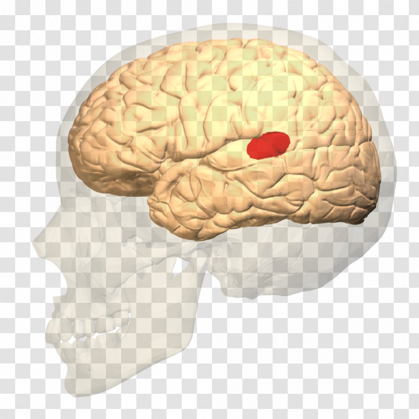 Broca's Area Expressive Aphasia Wernicke's Brain Language Center - Heart Transparent PNG