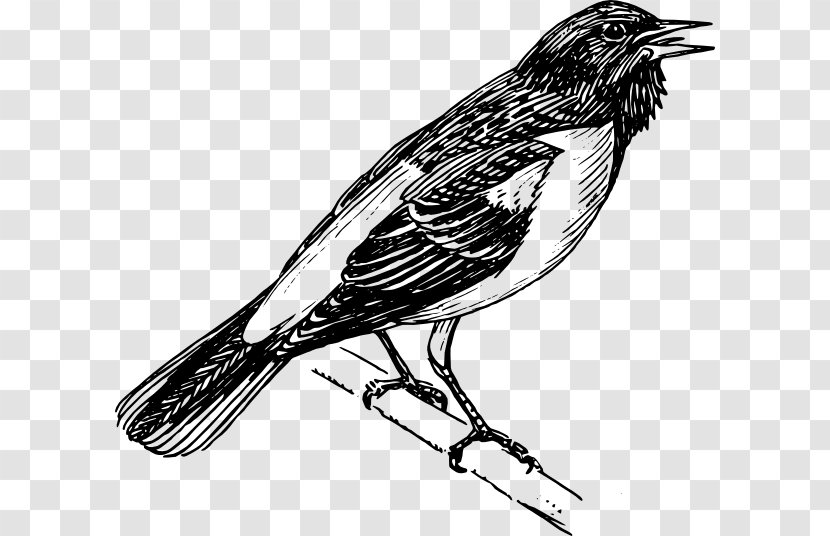 Bird Baltimore Orioles Clip Art - Black And White - Fine Feathers Transparent PNG