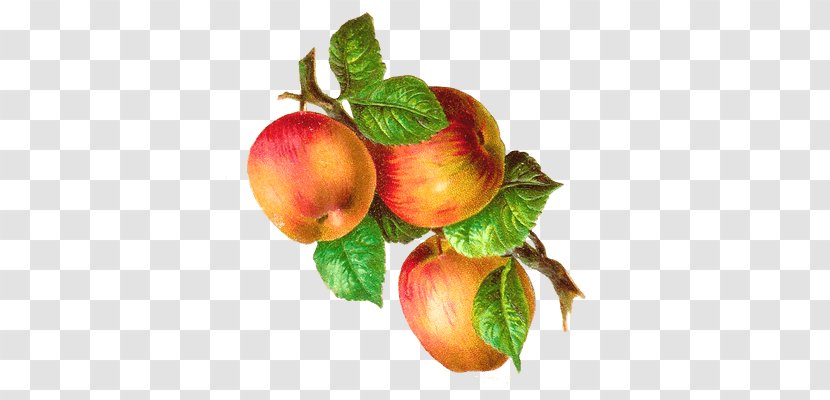 Fruit Clip Art - Natural Foods - Apple Transparent PNG