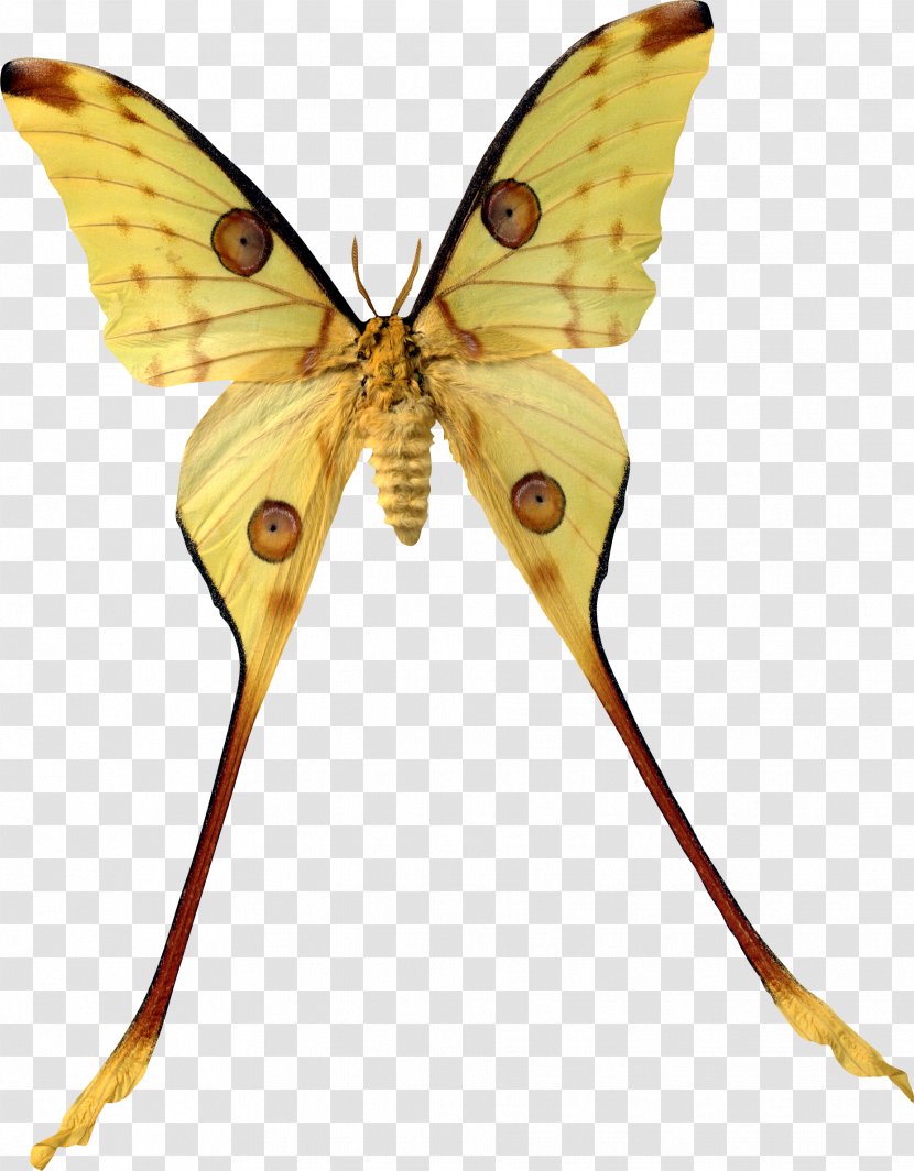 Madagascar Butterfly Insect Argema Comet Moth Transparent PNG