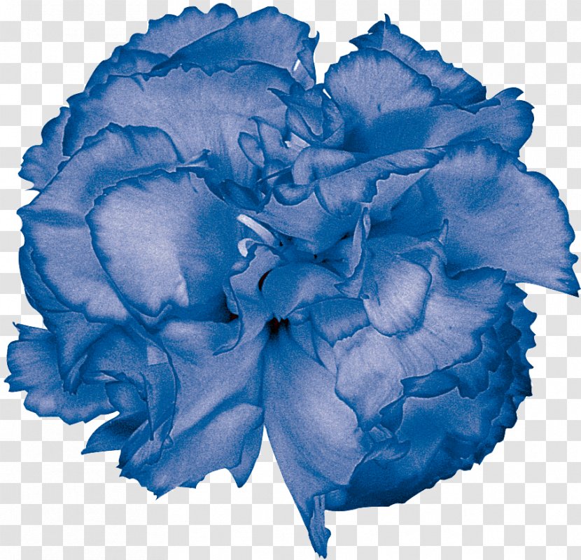 Blue Rose Garden Roses Color Cut Flowers - Ipomoea Nil - Rosa Centifolia Transparent PNG