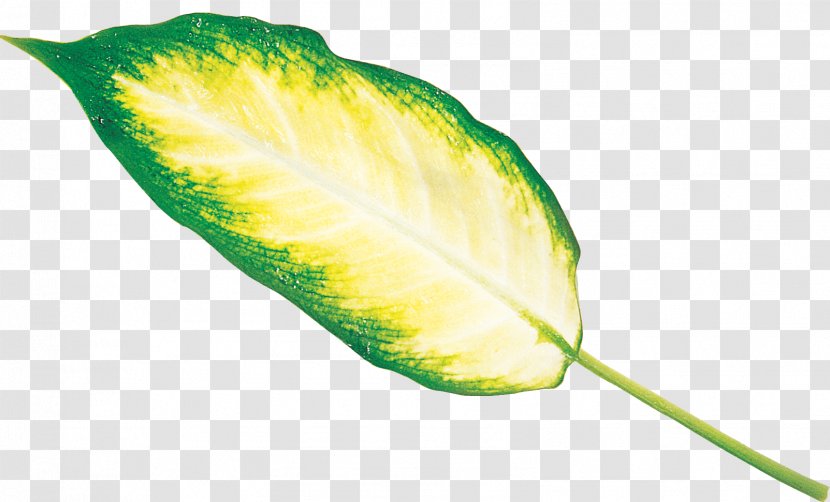 Leaf Plant Stem Archive File RAR - Fruit Transparent PNG