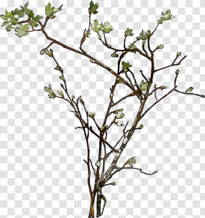 Twig Plant Stem Shrub Flower Leaf Transparent PNG