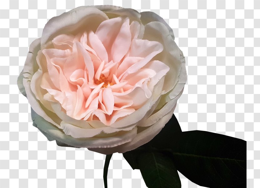 Garden Roses Cabbage Rose Floribunda Floristry Flower Transparent PNG