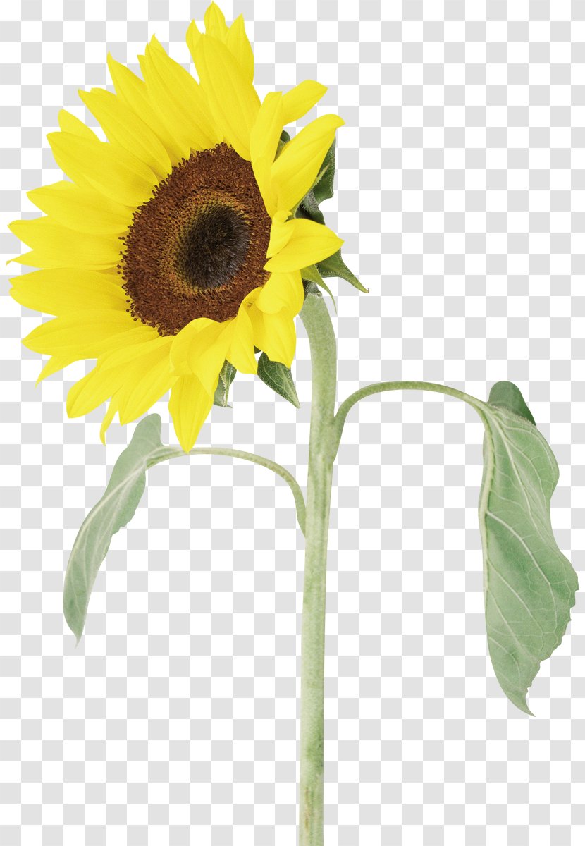 Common Sunflower Photography Seed - Seeds Transparent PNG