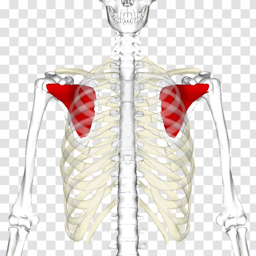 Subscapularis Muscle Infraspinatus Rotator Cuff Shoulder - Watercolor - Human Ribs Transparent PNG