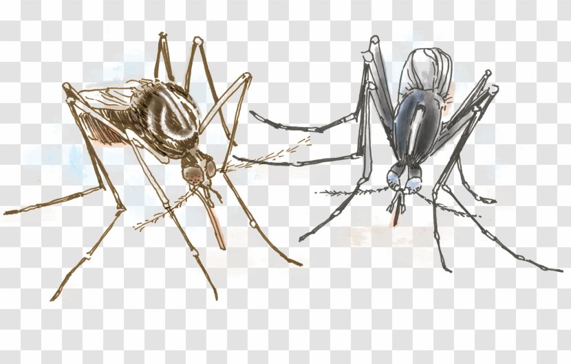 Aedes Albopictus Yellow Fever Mosquito Insect Invertebrate Dengue - Flower Transparent PNG