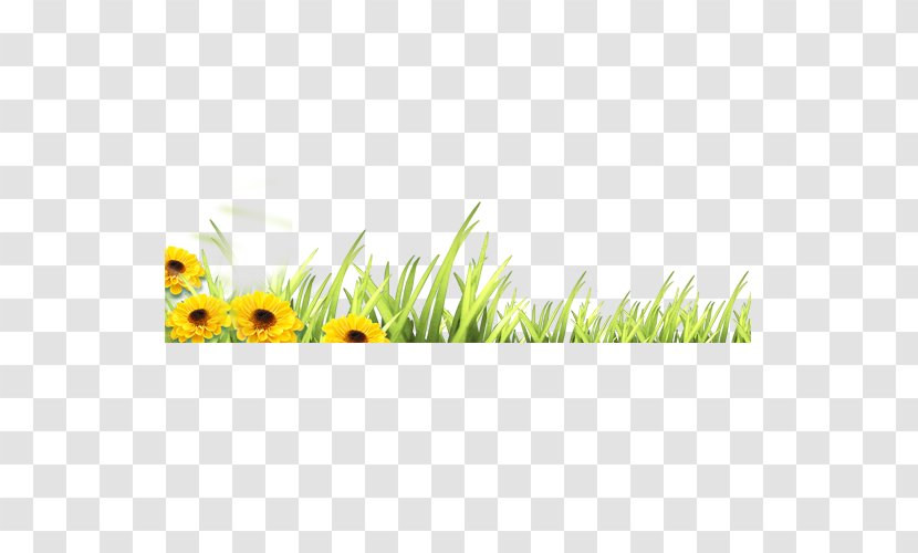 Flower - Rectangle - Grass Background Transparent PNG