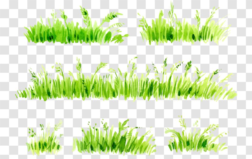 Watercolor Painting Download - Plant - Painted Grass Transparent PNG