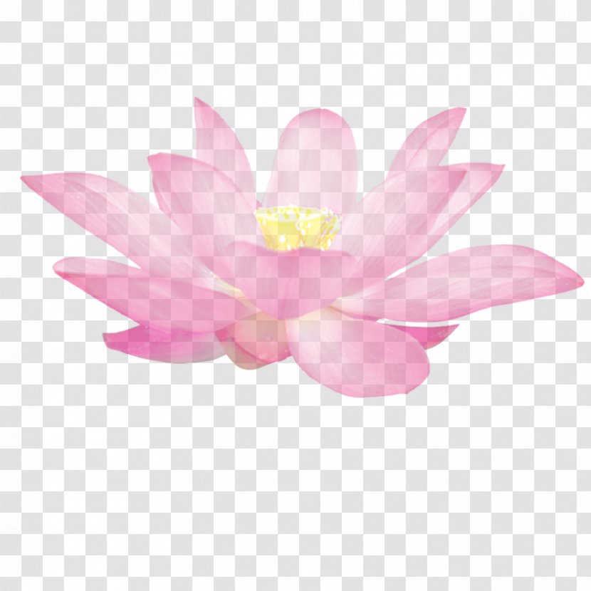 Nelumbo Nucifera Gratis - Coupon - Buddhism Lotus Chinese Style And Elegant Pattern Transparent PNG