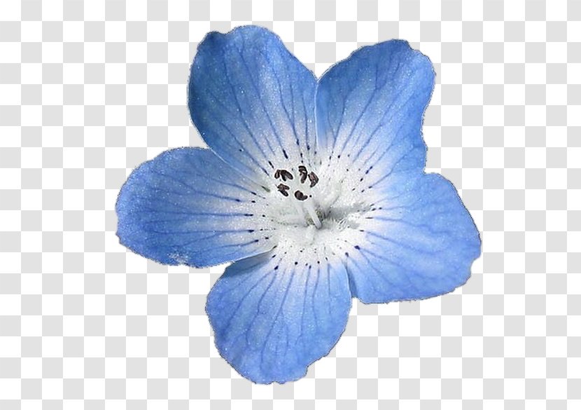 Nemophila Menziesii French Hydrangea Light Flower Blue - Watercolor Flowers Transparent PNG