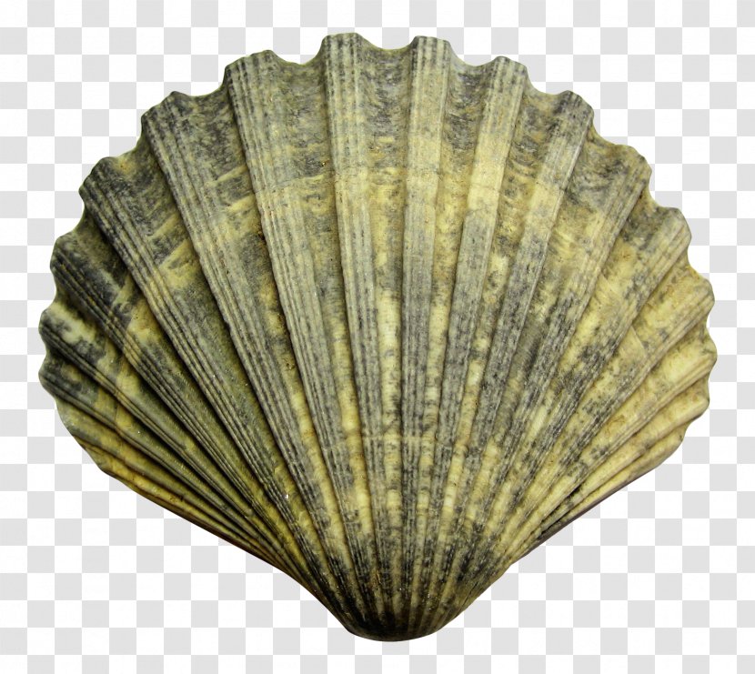 Seashell Cockle - Clams Oysters Mussels And Scallops - Sea Shell Transparent PNG