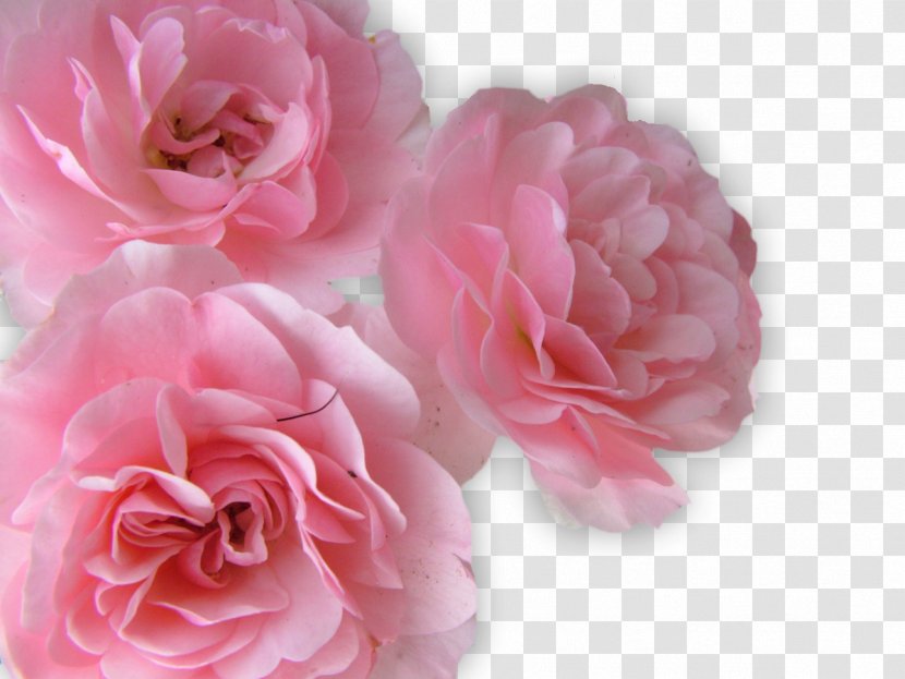 Flower Rose Stock.xchng Wallpaper - Floribunda - Hand-painted Floral Decoration Vector Material Transparent PNG