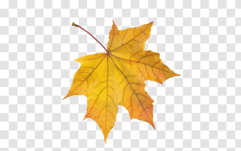 Maple Leaf Autumn Leaves Animaatio Transparent PNG