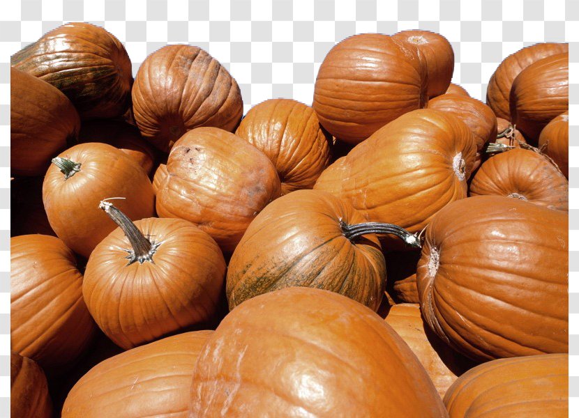 Crookneck Pumpkin Calabaza Vegetable Halloween - Kabocha - Vector Transparent PNG