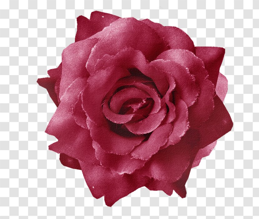 Garden Roses Centifolia Floribunda Blue Rose - Rosa Transparent PNG