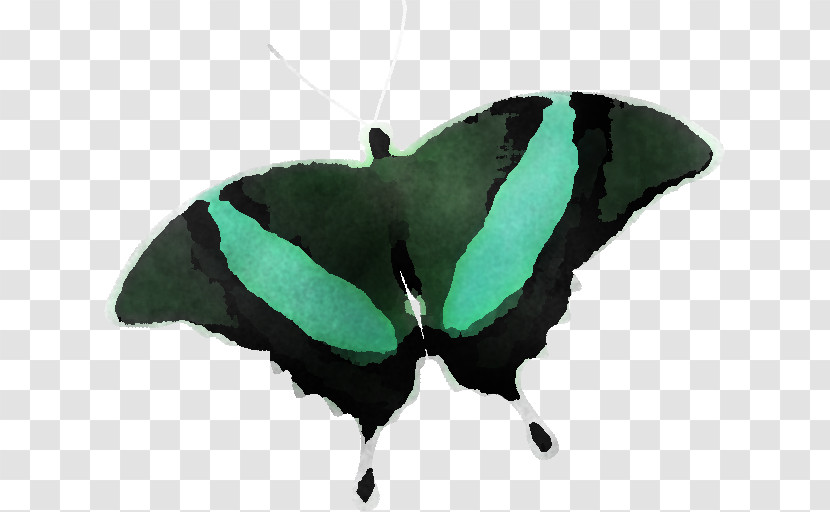 Moth Transparent PNG