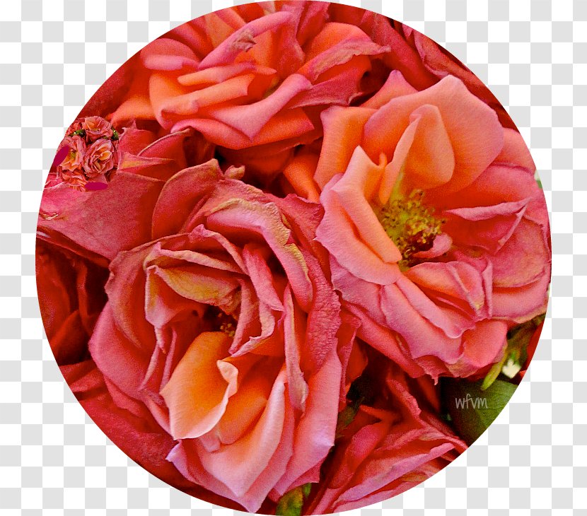 Garden Roses Floral Design Cut Flowers Flower Bouquet - Peach Transparent PNG