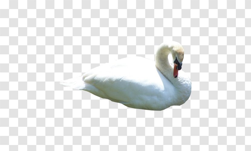 Duck Black Swan Animal Cygnini - Highdefinition Television - White Transparent PNG