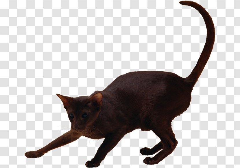 Burmese Cat Havana Brown Black Domestic Short-haired Bombay - Carnivoran - Kitten Transparent PNG