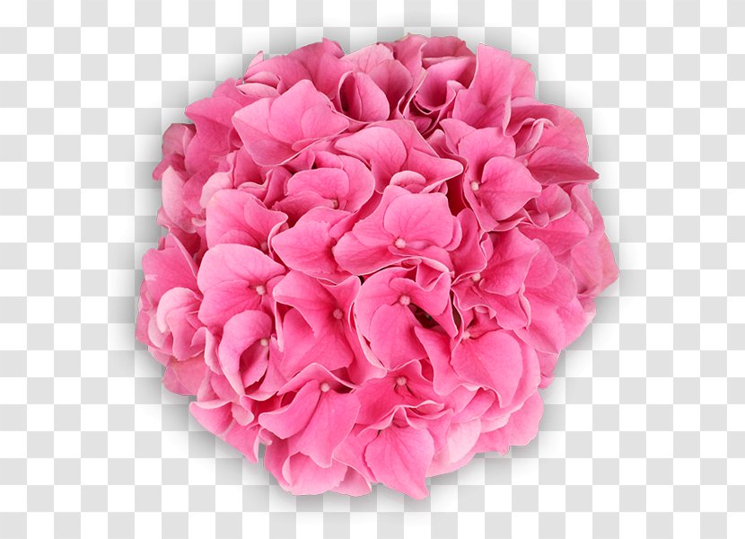 Garden Roses Cabbage Rose Hydrangea Cut Flowers - Flower Bouquet Transparent PNG