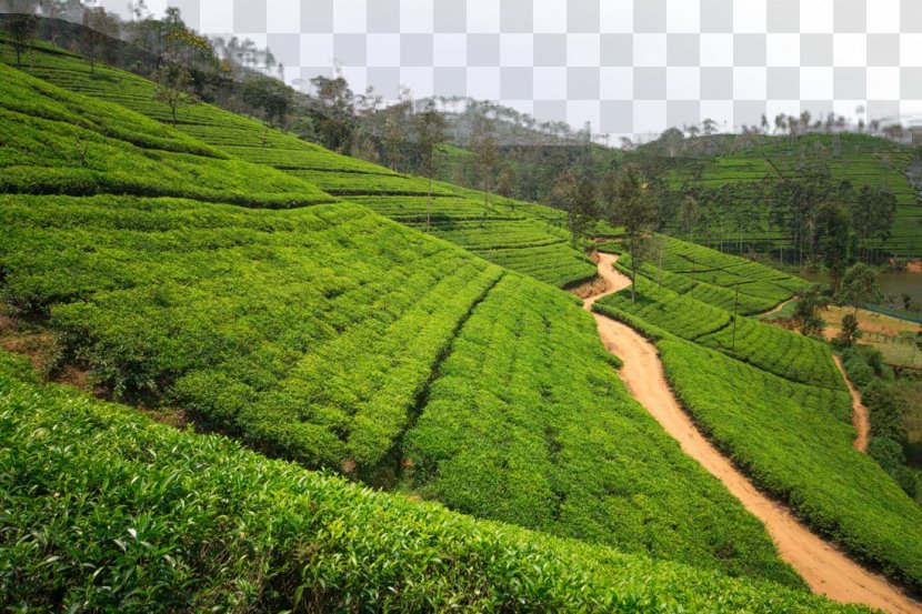 Tea Garden High-definition Television Wallpaper - Field - Plantation Landscape Transparent PNG