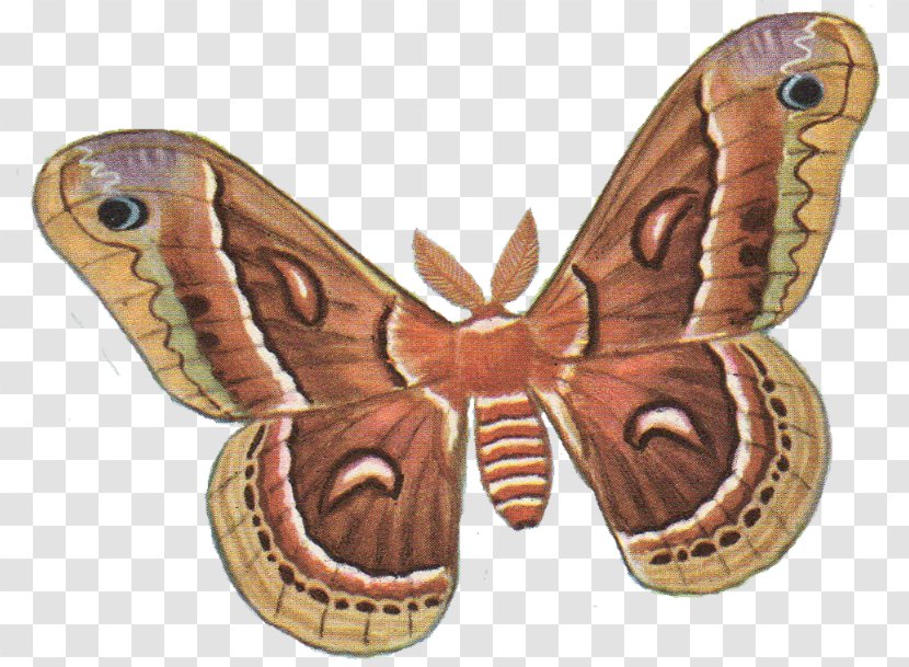 Butterfly Moth Silkworm Antheraea Yamamai Clip Art - Garden Tiger - Hillbilly Couples Transparent PNG