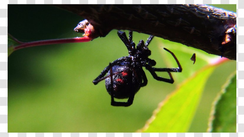 Brown Recluse Spider Southern Black Widow Cockroach Pest Control - Latrodectus Hesperus Transparent PNG