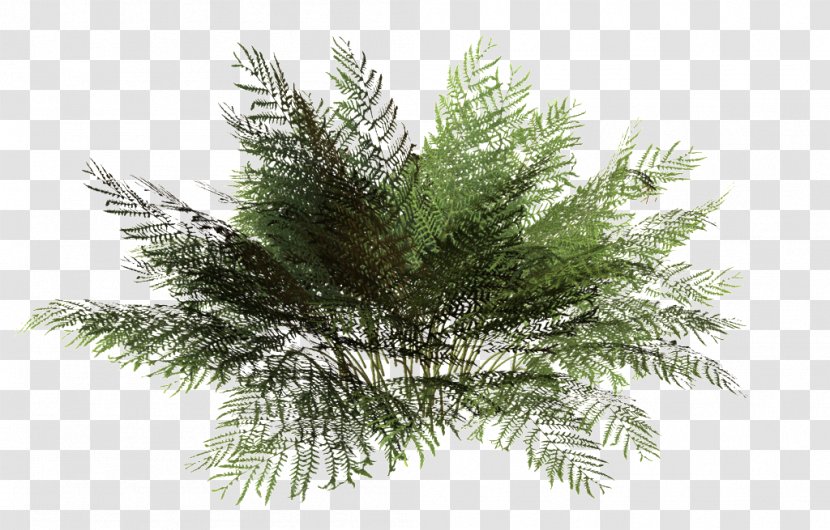 Drawing Architecture Shrub Image - Plants - Tree Transparent PNG