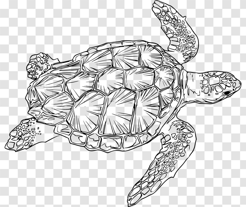 Loggerhead Sea Turtle Green Clip Art Transparent PNG